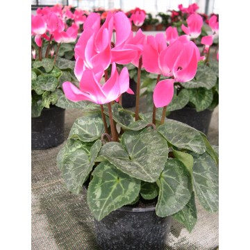 Cyclamen pot 12 cm