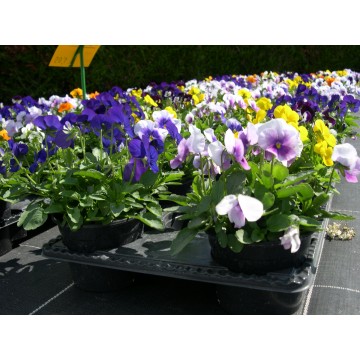 Pensée petite fleur pots